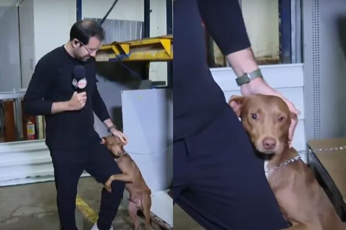 Paulo Mathias adota cachorro ao vivo no Chega Mais