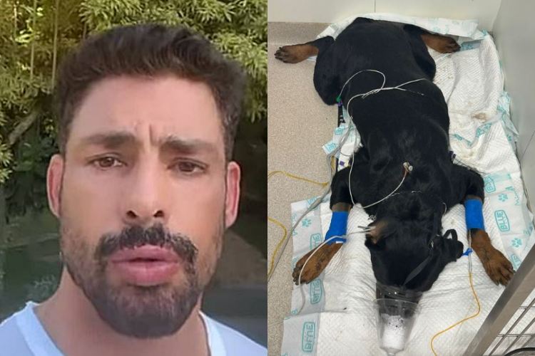 Abalado, Cauã Reymond revela que seus cachorros foram envenenados e desabafa: “Uma maldade”