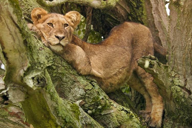 ‘Globo Repórter’ mostra imagens impressionantes da natureza selvagem