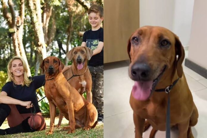 Ana Hickmann com a cadela Aisha. (Foto: reprodução/Instagram)